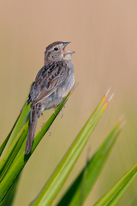 Bachman's Sparrow