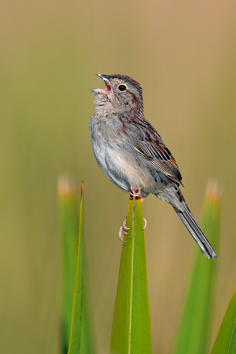 Bachman's Sparrow