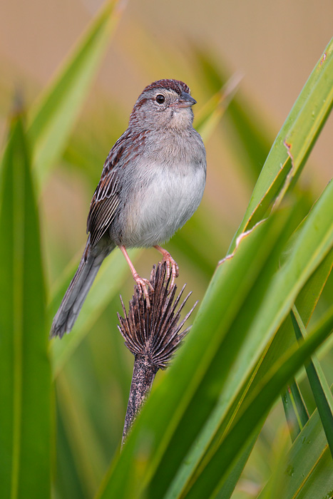 Bachman's Sparrow