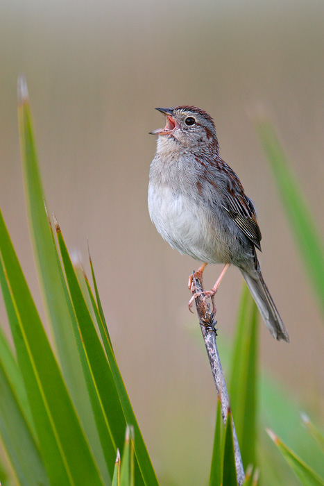 Bachman's Sparrow