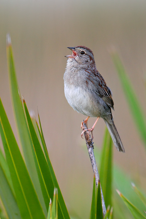 Bachman's Sparrow