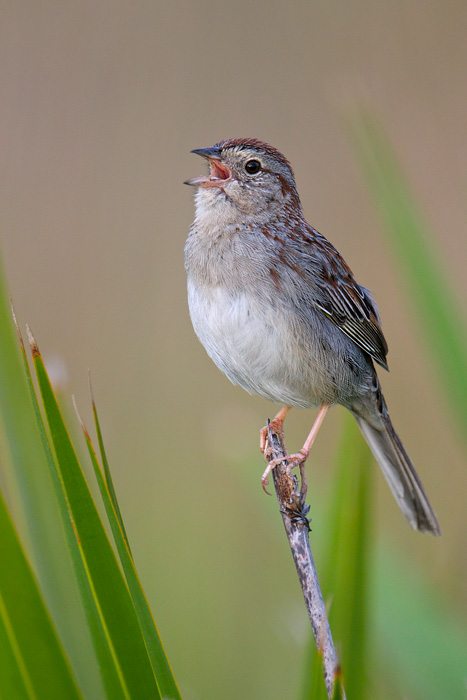 Bachman's Sparrow