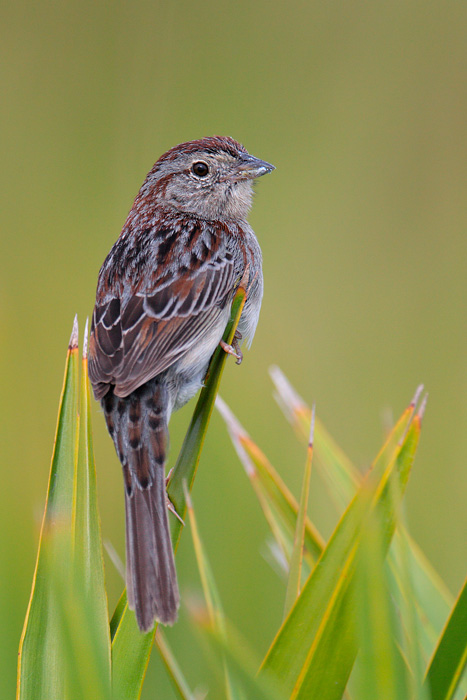 Bachman's Sparrow