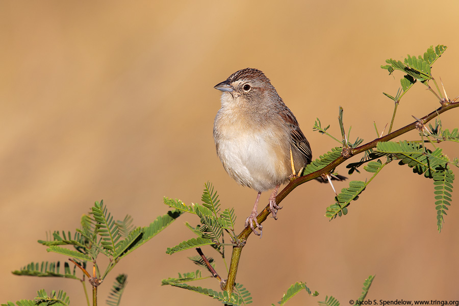 Botteri's Sparrow