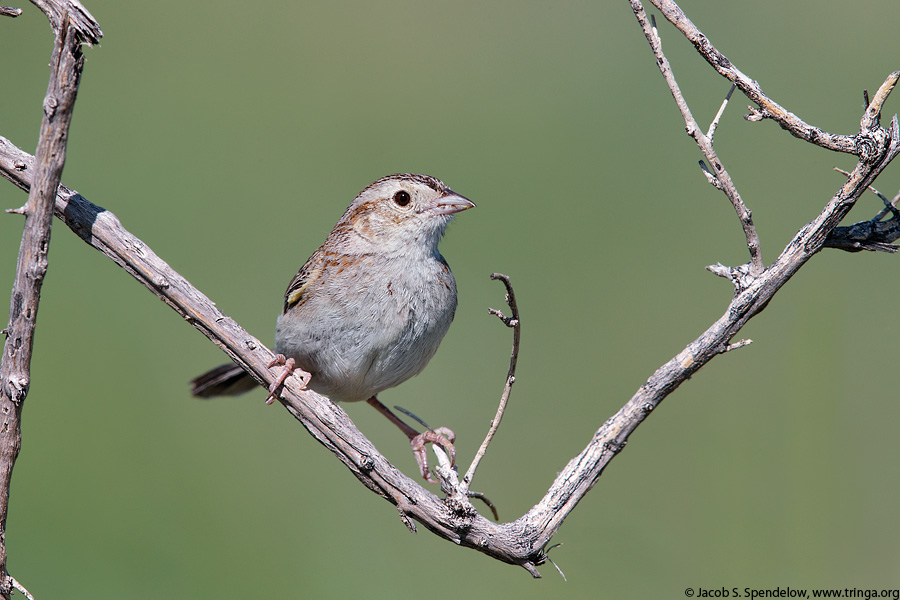 Cassin's Sparrow