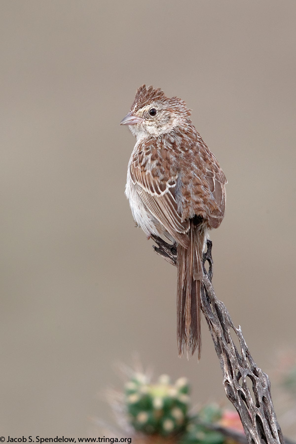 Cassin's Sparrow