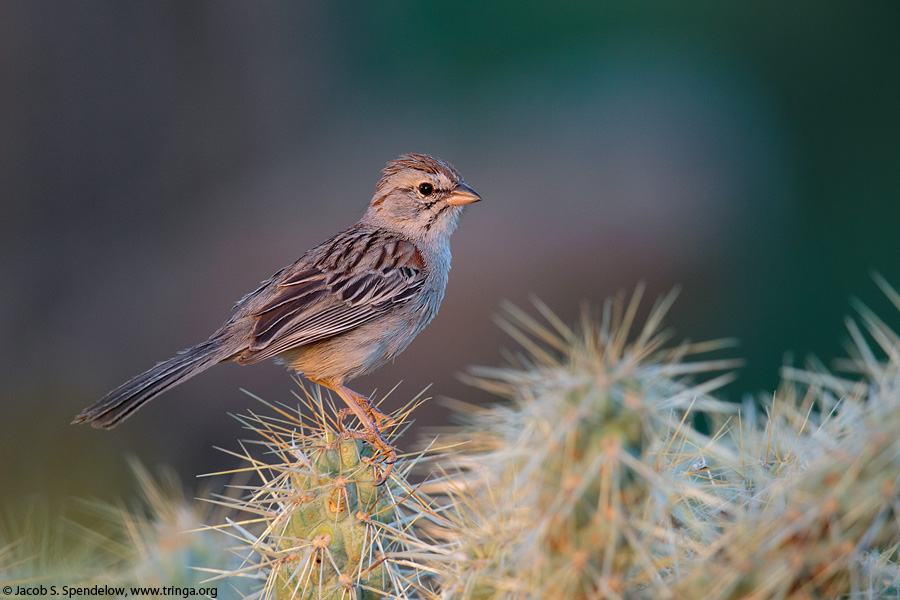 Rufous-winged Sparrow