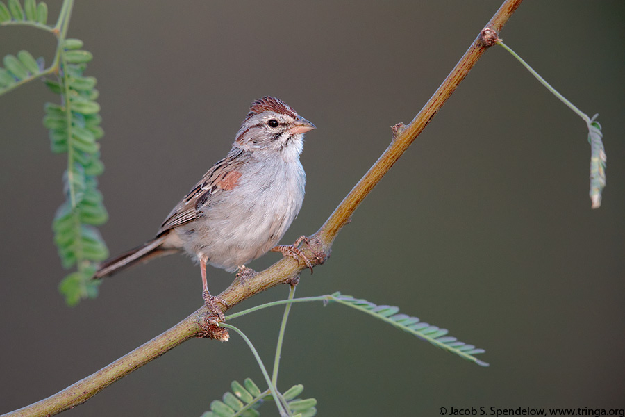 Rufous-winged Sparrow