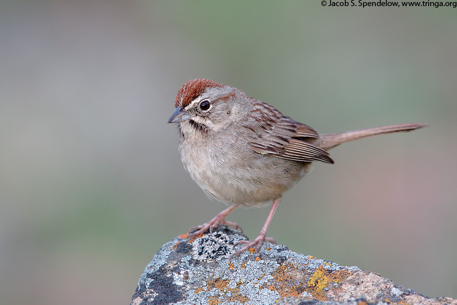 Rufous-crowned Sparrow