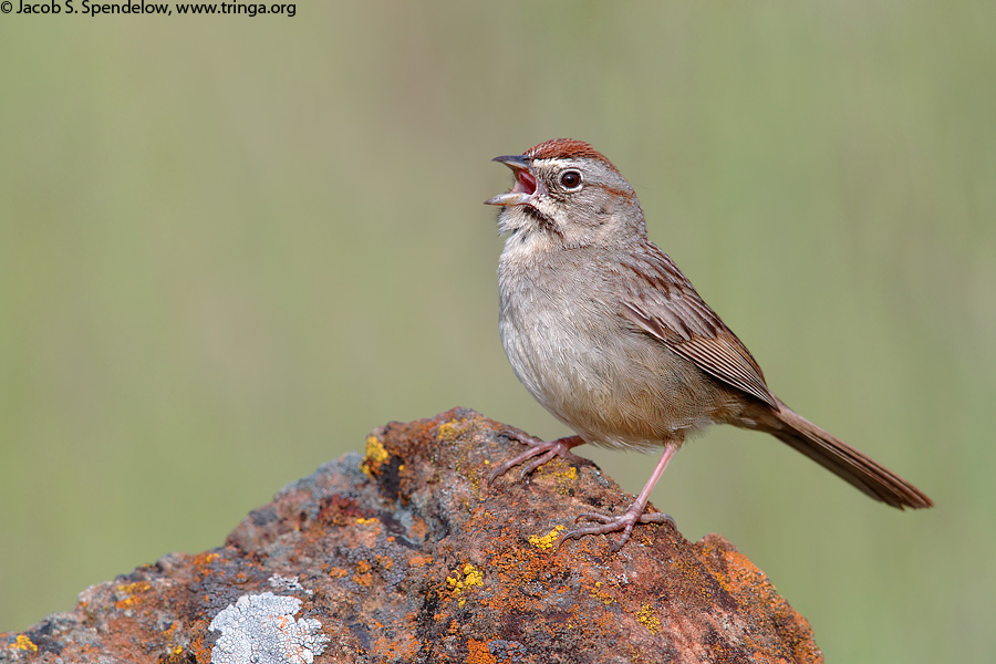 Rufous-crowned Sparrow