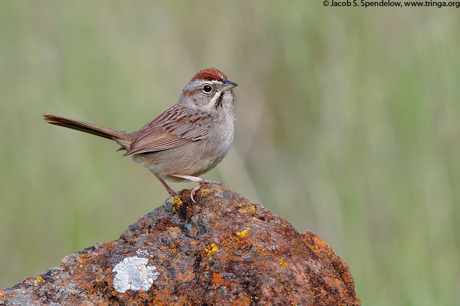 Rufous-crowned Sparrow