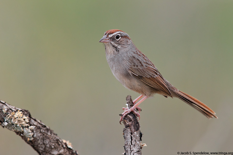 Rufous-crowned Sparrow