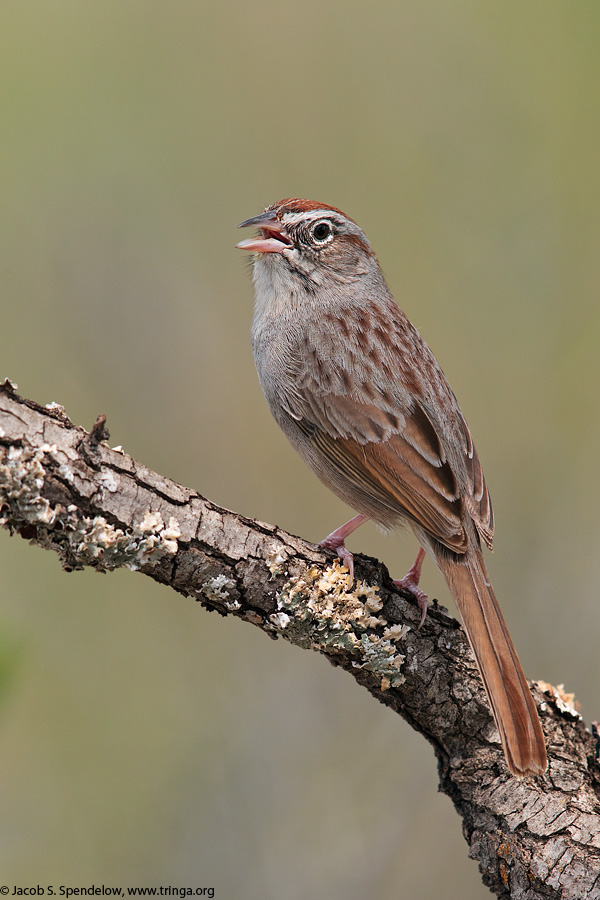 Rufous-crowned Sparrow