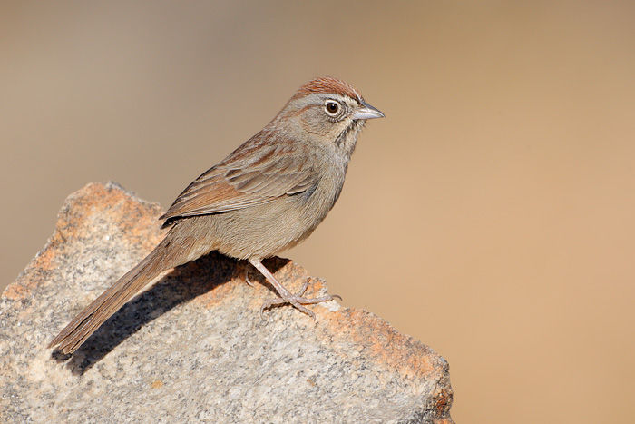 Rufous-crowned Sparrow