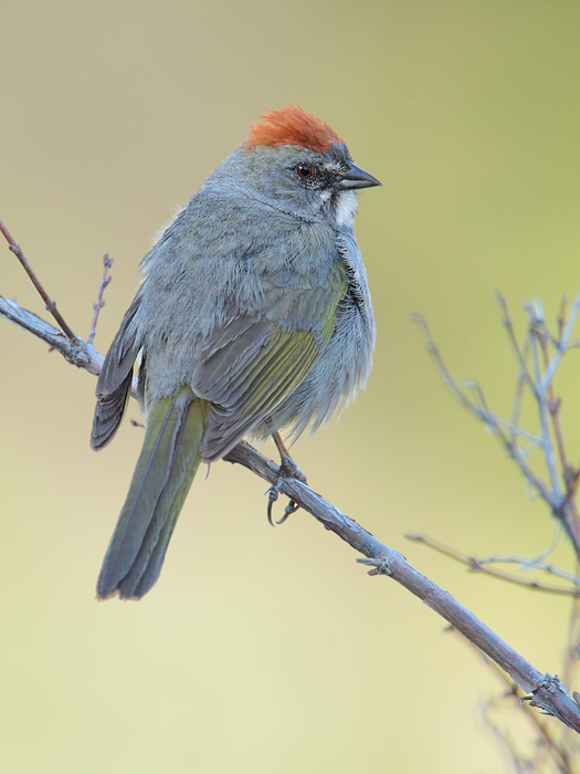 Green-tailed Towhee