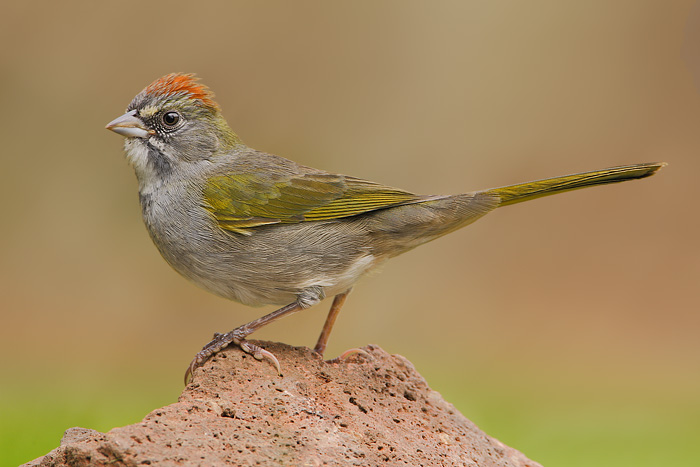 Green-tailed Towhee