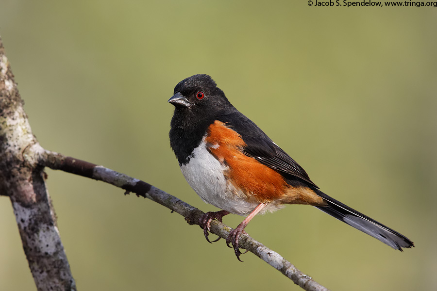 Eastern Towhee