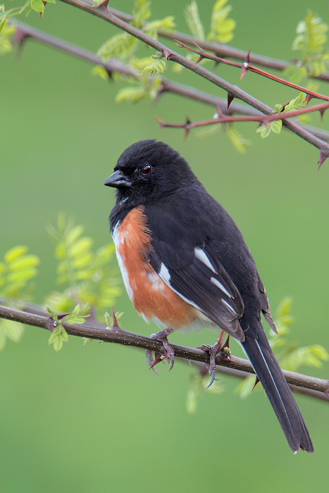 Eastern Towhee