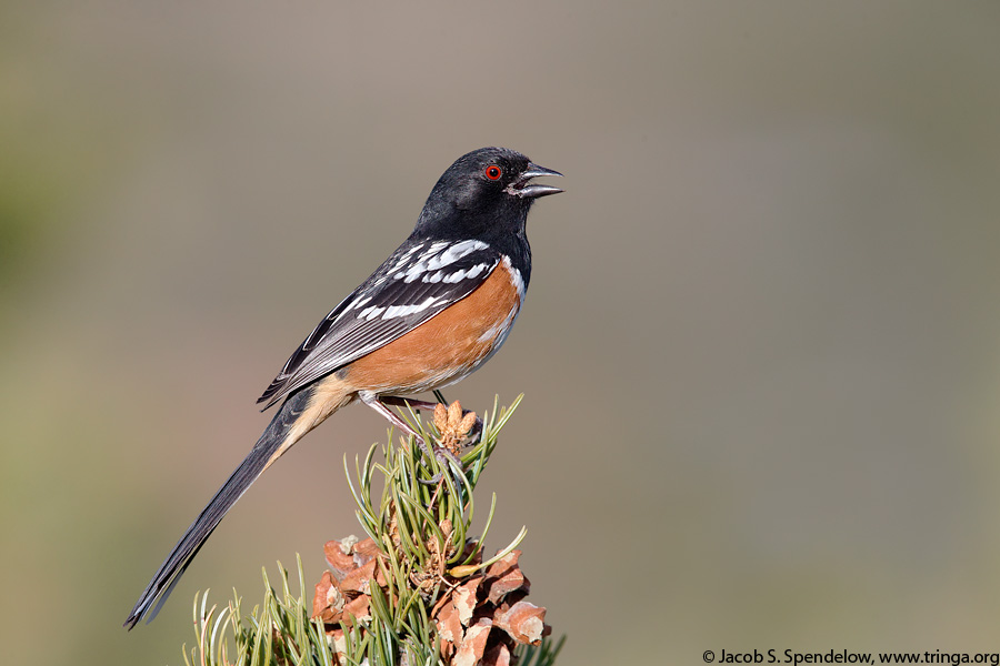 Spotted Towhee