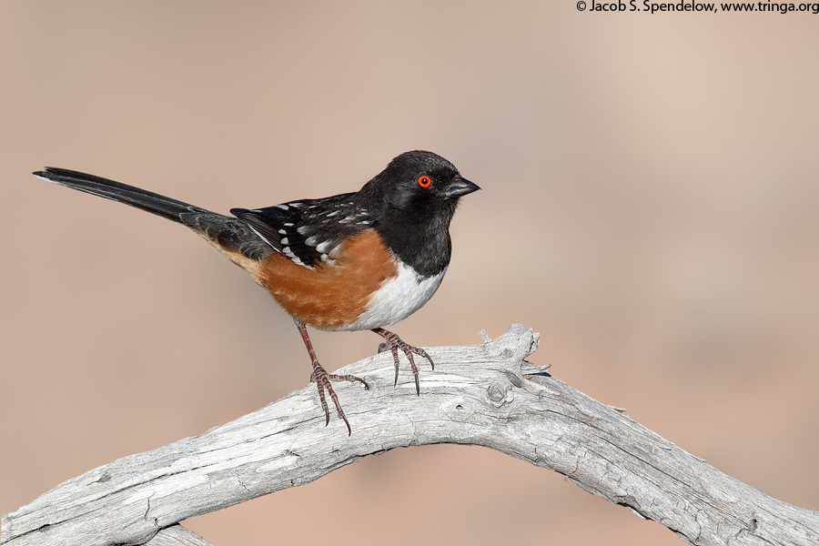 Spotted Towhee