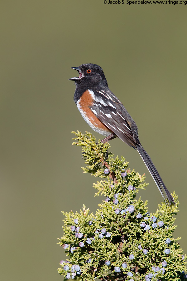 Spotted Towhee