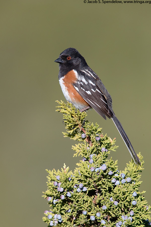 Spotted Towhee