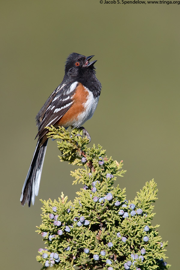 Spotted Towhee