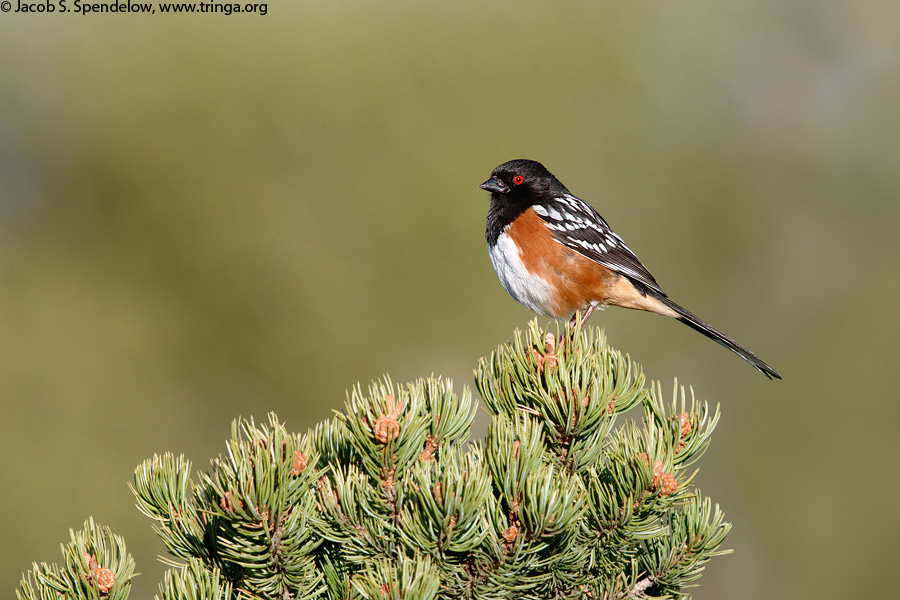 Spotted Towhee