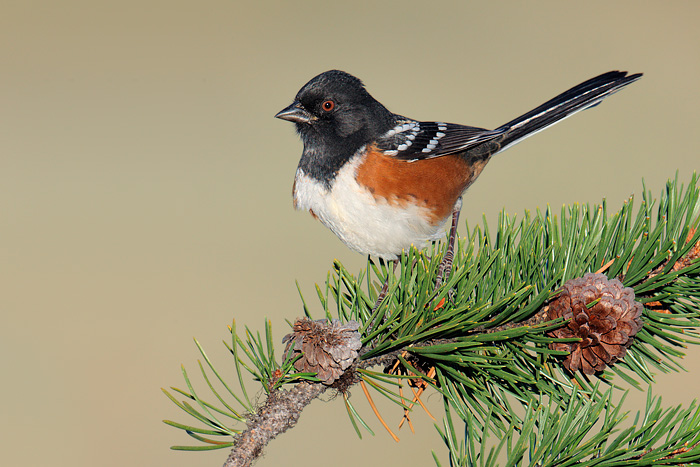 Spotted Towhee