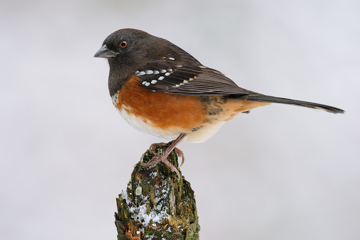 Spotted Towhee