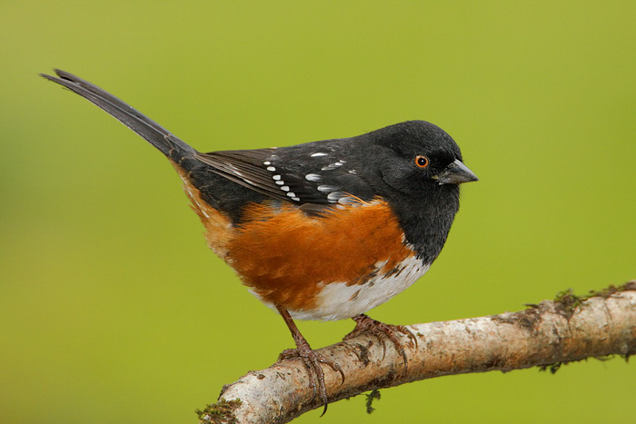 Spotted Towhee