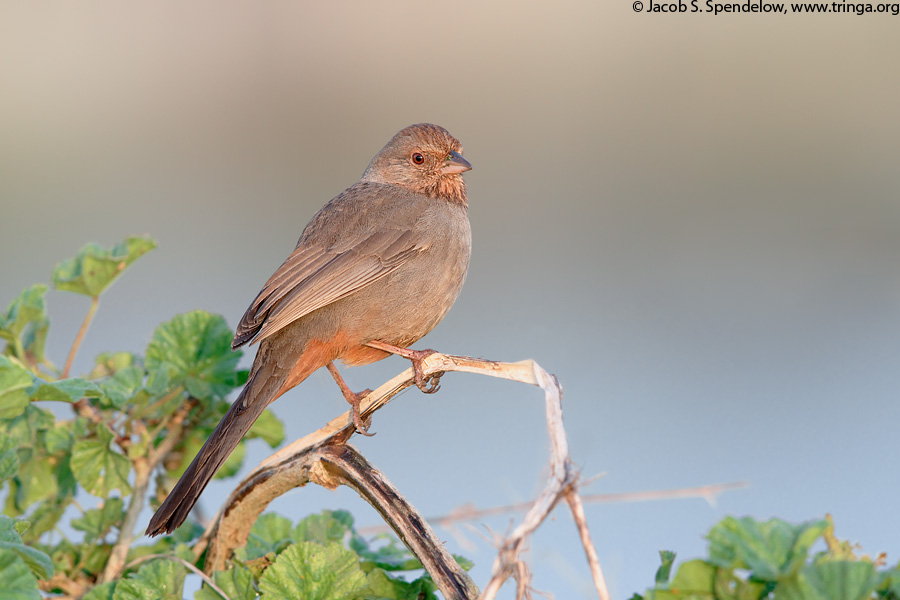 California Towhee