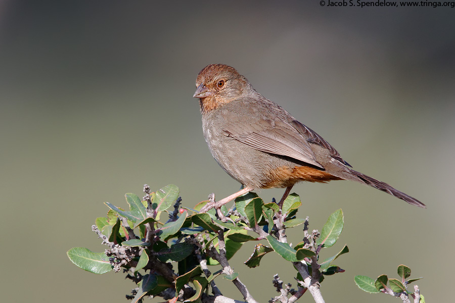 California Towhee