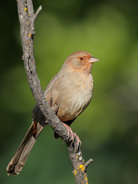 California Towhee