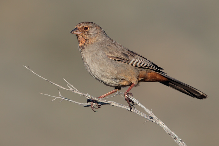 California Towhee