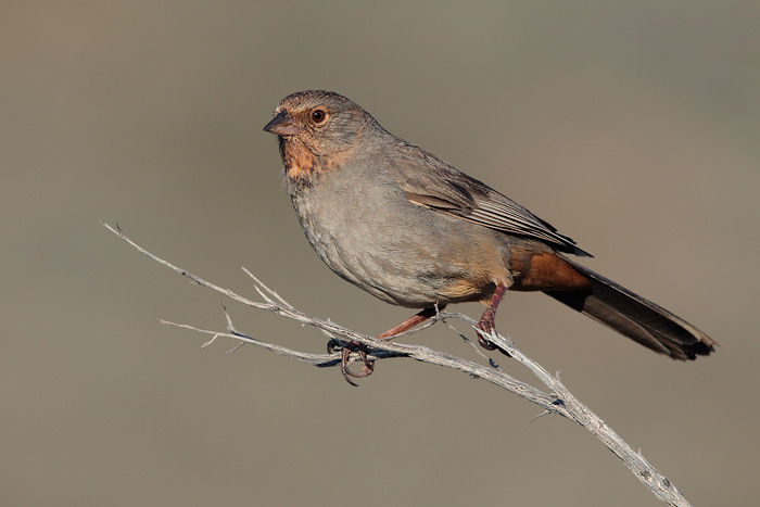 California Towhee