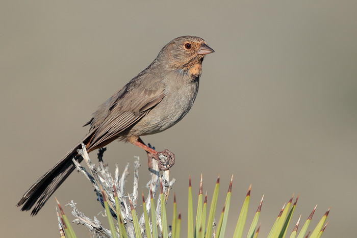 California Towhee