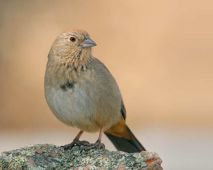 Canyon Towhee