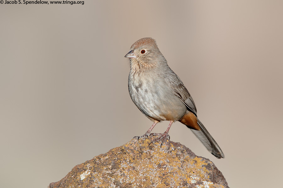 Canyon Towhee