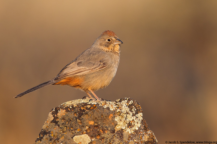 Canyon Towhee