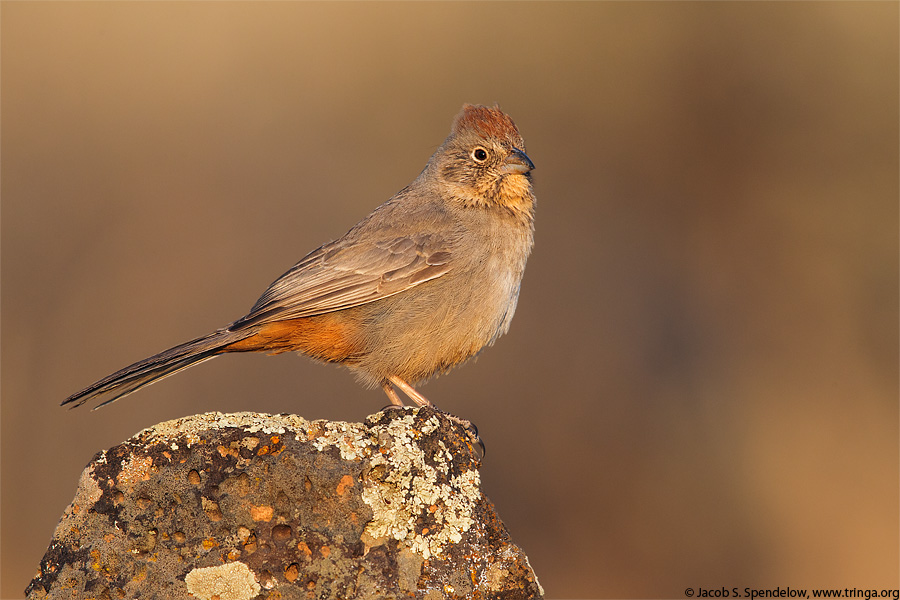 Canyon Towhee