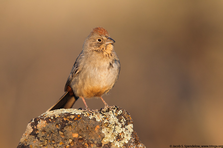 Canyon Towhee