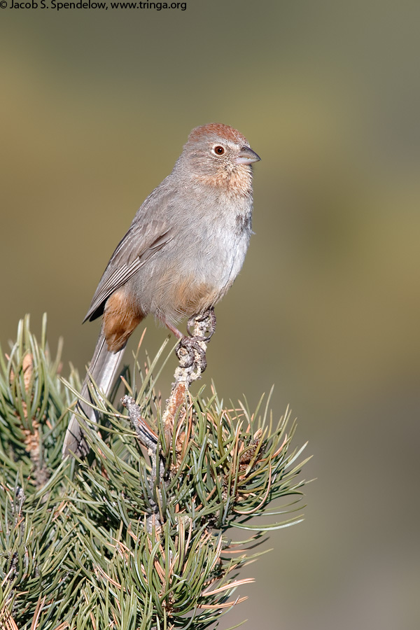 Canyon Towhee