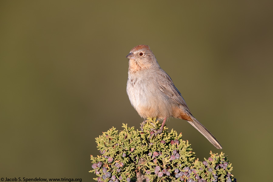 Canyon Towhee