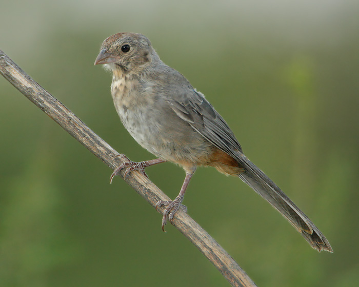 Canyon Towhee