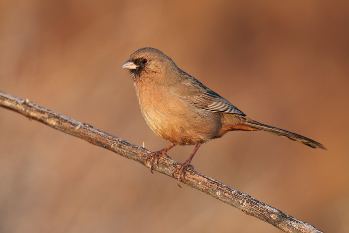 Abert's Towhee