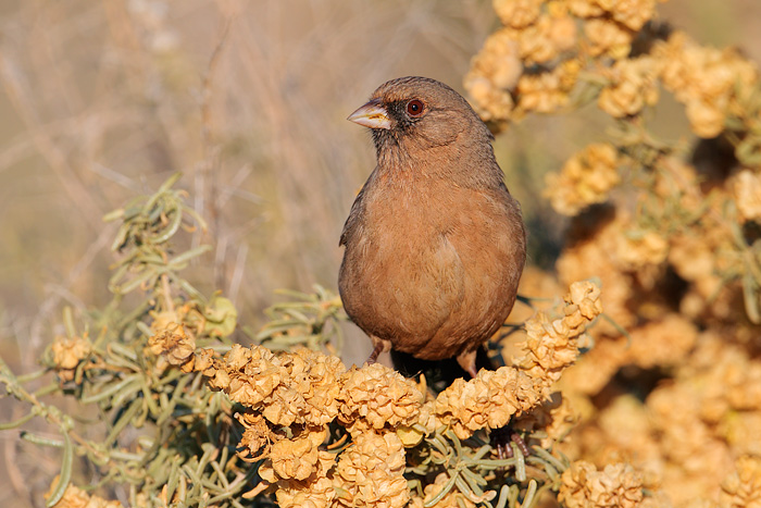 Abert's Towhee