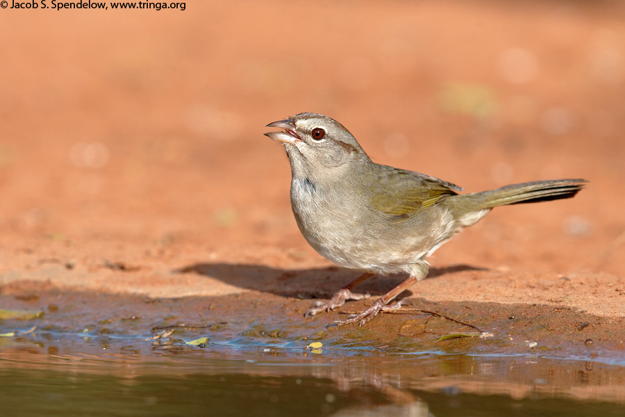 Olive Sparrow