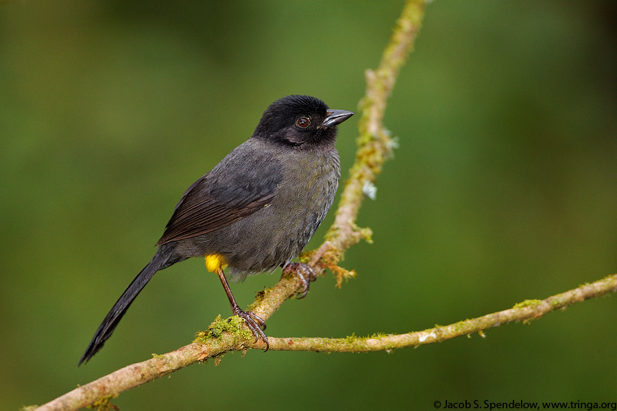 Yellow-thighed Finch