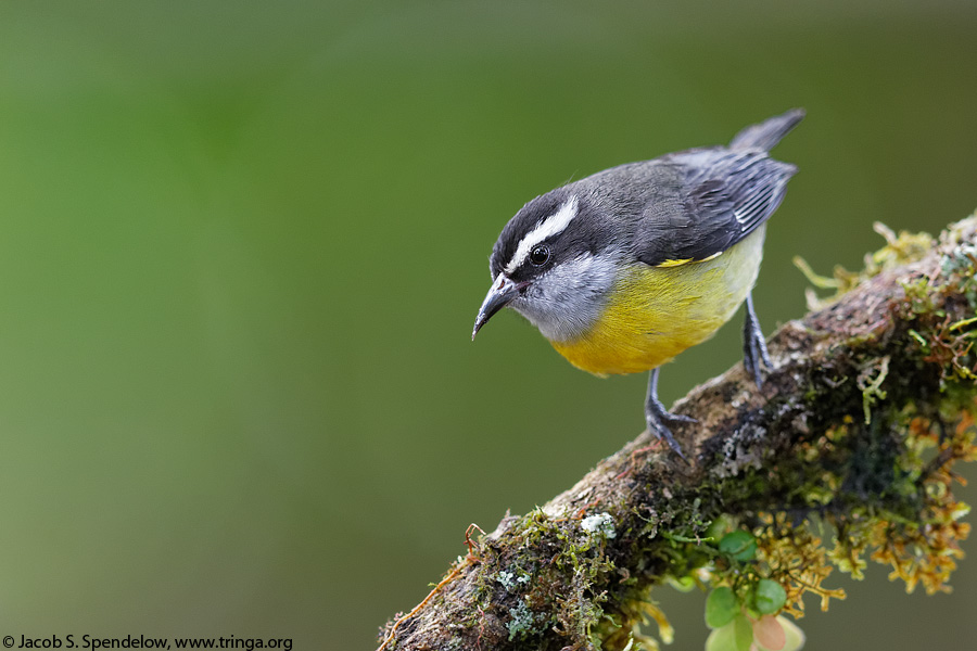 Bananaquit